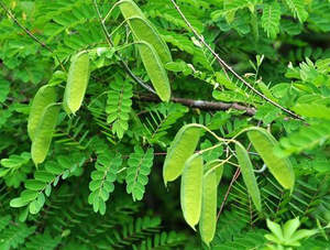 ผงสกัดจากแคสเซีย โนมาเน่ |   ไดเมอร์ฟลาวานอลมาตรฐาน 8% (คาสเซียฟลาวาน) - Product Image 2