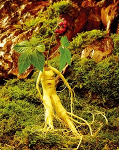 Tự nhiên hiếm chiết xuất nhân sâm bột có chứa ginsenoside Rg3 + rg5 nhà máy chiết xuất bột - Product Image 3