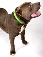 Kingtale Collier pour chien en nylon de qualité supérieure avec boucle en métal pour petites, moyennes et grandes races Vibrant 9 couleurs au choix