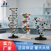 Modèle de double hélice d'ADN Qinghua, modèle biologique de gène, 60 cm, pour l'enseignement des protéines en classe, démonstration pédagogique, grande taille 60 cm