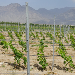 Tappi a caldo zincato U Slot Design metallo supporto palo del sistema di traliccio in legno trattato a pressione per vigneti e paletti di uva - Product Image 4