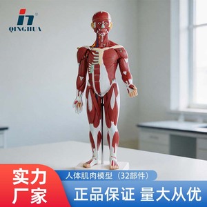 Modèle de muscle humain Qinghua 85 cm, modèle biomédical d'enseignement de la morphologie et de la structure musculaire du corps entier - Product Image 4