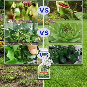 Tembotrione Bloccante della Biosintesi dei Carotenoidei Effetto Sbiancante per la Vegetazione Modalità di Azione Unica Strumento per la Gestione della Resistenza - Product Image 3
