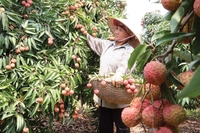 Lychee/Litchi/Litchee Vietnam Leverancier Hoge Kwaliteit Beste Prijs-Whatsapp: Ms.Pinky (+ 84) 35 9268 345