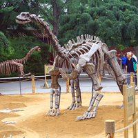 Jurassic Dinosaur Park Channel Entrée Décoration Triceratops Squelettes Comme Mur D'indicateur