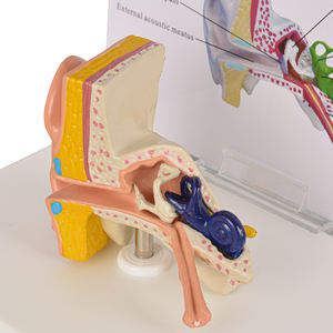 Modelo <span class=keywords><strong>de</strong></span> anatomía del oído humano, ciencia médica - Product Image 4