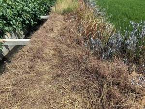 เพน็อกซ์ซูลัม 2.5% โอดี / 25% เอสซี / 25% ดับเบิ้ลวีดจี สารกำจัดวัชพืชหลังการปลูกข้าว สำหรับควบคุมวัชพืช<span class=keywords><strong>ชนิด</strong></span>บาร์นยาร์ดกราส ใบกว้าง และวัชพืชชนิดอื่นๆ ในนาข้าว - Product Image 4