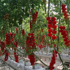 Goedkope Prijs Hydrocultuur <span class=keywords><strong>Rock</strong></span> Wol Blokken Voor Landbouw Greenhouse - Product Image 1