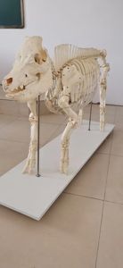 Modelo de <span class=keywords><strong>esqueleto</strong></span> de <span class=keywords><strong>cerdo</strong></span> Modelo anatómico animal Modelo de <span class=keywords><strong>esqueleto</strong></span> animal de tamaño natural - Product Image 4
