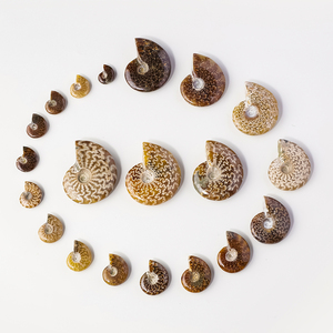 Vente en gros <span class=keywords><strong>de</strong></span> fossiles d'ammonites en cristal naturel <span class=keywords><strong>de</strong></span> bave <span class=keywords><strong>de</strong></span> coquillage, pour collection et décoration intérieure - Product Image 1