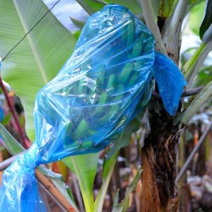 Couverture en plastique bleue de sac de protection de banane de HDPE/LDPE pour l'usage d'emballage et d'agriculture de fruit - Product Image 1