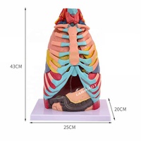 Modelo Anatómico Avanzado de Cavidad Torácica con Laringe, Pulmón, Corazón, Hígado y Fígado Pulmonar, y Simulador de Demostración Respiratoria