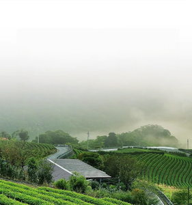 Sachet de thé Oolong infusé à froid, parfum canard, personnalisé en gros, saveur intense Phénix Dancong, thé aux fruits parfum miel et orchidée - Product Image 6