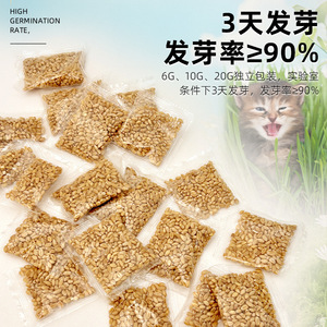 เมล็ดหญ้าแมว ปลูกง่าย สำหรับแมว ช่วยลดก้อนขน แหล่งผลิตเจ้อเจียง 20 กรัม - Product Image 2