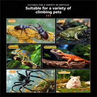 Terrarium pour reptiles en acrylique transparent personnalisé avec vue à 360° et ventilation multi-directionnelle pour grenouilles cornées, araignées, scorpions