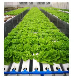 Hydroponics Nft System Vertical Hydroponic Growing Systems PVC Tube for Lettuce Strawberry