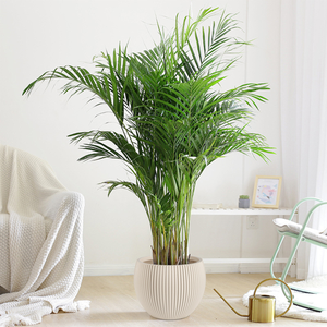 Fleid Contemporary Floor Vase-Lightweight Durable Polyethylene Eco-Friendly Reusable Fade Resistant Unbreakable Wide Mouth - Product Image 1