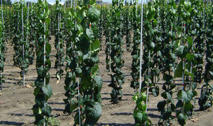 3/8 Inch Round Fiberglass <b>Rod</b> Plant Stake For Vineyard Support Cutting Service Available - Product Image 2