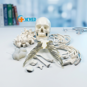 Modelo de <span class=keywords><strong>hueso</strong></span> humano de ciencia médica, 170cm, modelo de <span class=keywords><strong>hueso</strong></span> suelto, material de PVC, se utilizó para el experimento - Product Image 1