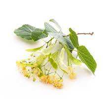 植物花茶リンデン花リンデン花エキス高品質健康製品 - Product Image 3