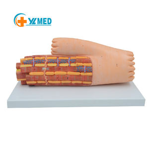Modelo de Tejido Muscular Cardíaco Humano, Modelo de Microestructura del Miocardio Altamente Detallado para Educación y Entrenamiento <span class=keywords><strong>Médico</strong></span> con ISO y CE - Product Image 1