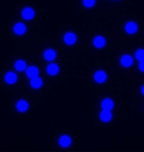 고균일성 고감도 탁도 면역 분석법 전문 카르복실 폴리스티렌 마이크로스피어 제조업체 - Product Image 4