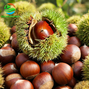 <span class=keywords><strong>Nueces</strong></span> de Castaño Crudas Naturales Frescas de China, Cosecha 2026, a Granel, en Venta - Product Image 5