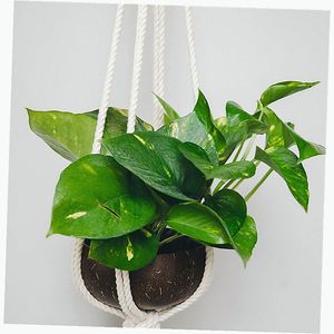Bols à noix personnalisés haut de gamme avec logo sur mesure, en forme de coquille, ensemble de <span class=keywords><strong>2</strong></span> - Product Image 2