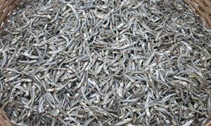 Poisson d'anchois séché au soleil le plus vendu-Poissons de qualité supérieure Fruits de mer Poissons d'anchois séchés du Lotus bleu du Vietnam - Product Image 3