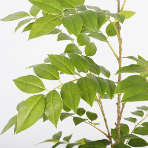 Usine directe artificielle <span class=keywords><strong>Toona</strong></span> Sinensis poire en plastique branche de plante verte pour la décoration extérieure intérieure de bureau à domicile - Product Image 3