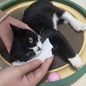 Lingettes humides pour le bain de chat et de chien Portable <span class=keywords><strong>Double</strong></span> <span class=keywords><strong>face</strong></span> Utilisation Nettoyage doux Lingettes humides pour animaux de compagnie - Product Image 4