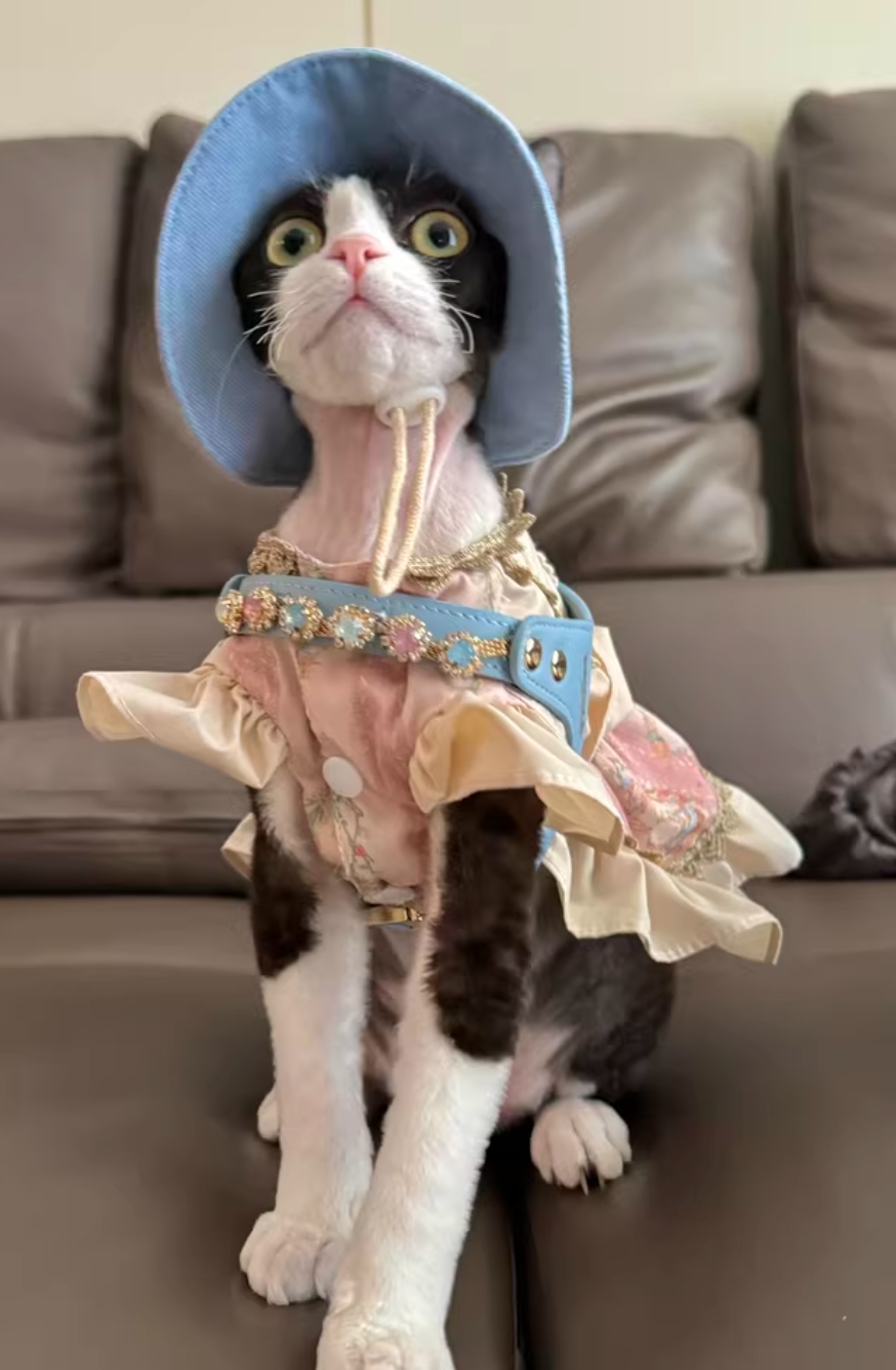 cat princess dress My Best Princess Cat Dress So Far!