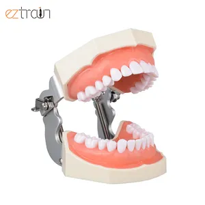 दंत Typodont दांत मॉडल अध्ययन गुहा तैयारी दंत प्रशिक्षण मॉडल