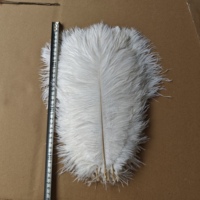 Plumes d'autruche blanches teintées de 30-35 cm en gros pour fêtes, carnavals, bricolage, artisanat, vêtements et décoration
