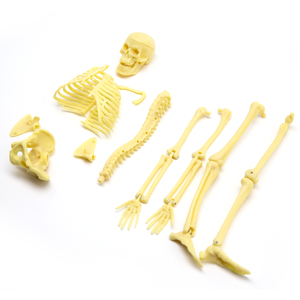 Modèle de crâne humain, squelette anatomique, outil pédagogique médical, outil scientifique en PVC, outil éducatif pour le bureau, l'école, les étudiants, le laboratoire - Product Image 4