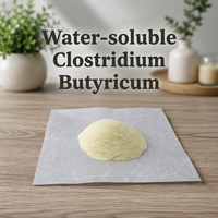 Probiotiques solubles dans l'eau Clostridium Butylicum 2,0x10(10) UFC/g Certifiés ISO22000 Anti-diarrhéiques Inhibent le Clostridium Welchii