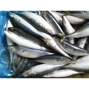 Maquereau du Pacifique entier congelé 300-400g - Product Image 6