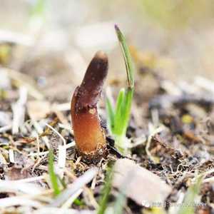 <span class=keywords><strong>Cordyceps</strong></span> Berasal dari Naqu County Yang Tumbuh Di <span class=keywords><strong>Tibet</strong></span>-Qianhai Highland dengan 5000 Meter Ketinggian - Product Image 4