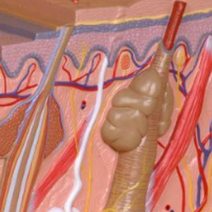 Modèles médicaux ADA modèle de peau en PVC de vente chaude en tailles de vie 35x 50x 70x pour l'enseignement médical - Product Image 5