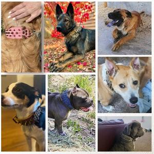 Elegante cuero Retro y Material de PU <span class=keywords><strong>Collar</strong></span> de perro con pinchos Diseño de remache Protección al aire libre personalizada para entrenamiento de perros agresivo - Product Image 3