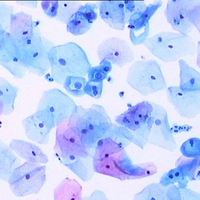 Adhesive Pre-cleaned and Ready for Use Autoclavable Customized Microscope Slides for Pathology Histology Cytology Ivd