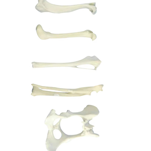Thú Y Xương Chó Mô Hình Giải Phẫu Răng Nanh Xương Humerus Xương Chậu Chó Tibia - Product Image 1