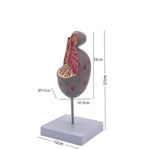 Modelo Anatómico de la Estructura Testicular, Sistema Reproductivo Masculino y Modelo de Urología, PVC Blanco - Product Image 3