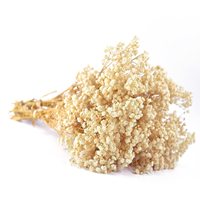 120g de fleurs de gypsophile préservées, fleurs naturelles séchées pour la décoration de la maison et de mariage, fleurs immortelles véritables, support OEM
