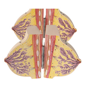 Medisch schoolonderwijs gebruikt anatomisch model van de borst in de periode van menselijke stasis, postpartum herstel, rustende borst, anatomisch model - Product Image 4
