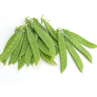 Graines de pois verts 99% de pureté Origine Pakistan 85% de germination Durée de conservation de 2 ans Vente en gros commerciale