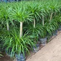 Arbres Ornamentaux Naturels d'Intérieur, Plantes Dragon en Pot, Vente en Gros de Dracaena Draco, Véritables Arbres Vivants pour la Décoration de la Maison et du Bureau