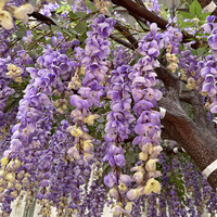 Magnifique Arbre Artificiel de Glycine Bleue, un Grand Arbre à Fleurs de 3 mètres, Décoration d'Espace, Arbre à Fleurs Tombantes