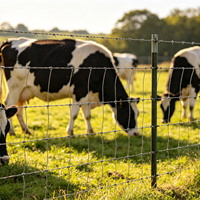 Clôture en fil métallique tissé à nœuds fixes HAIAO, rouleau de clôture pour chèvres, porcs, moutons, bovins, clôture de ferme en fil métallique galvanisé