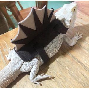 Divertido <span class=keywords><strong>Disfraz</strong></span> <span class=keywords><strong>de</strong></span> Dinosaurio para Mascotas Pequeñas, Traje <span class=keywords><strong>de</strong></span> Fieltro <span class=keywords><strong>de</strong></span> Lagarto y Camaleón con Lindos Accesorios - Product Image 5